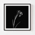 B&W Iris II - Floral Art Prints